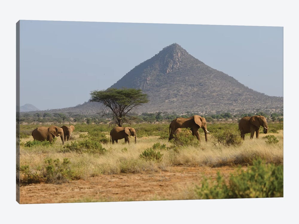 Elephant Herd In Samburu Np by Elmar Weiss 1-piece Art Print