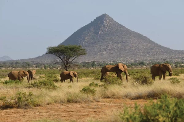 Elmar Weiss: Elephant Herd In Samburu Np by Elmar Weiss