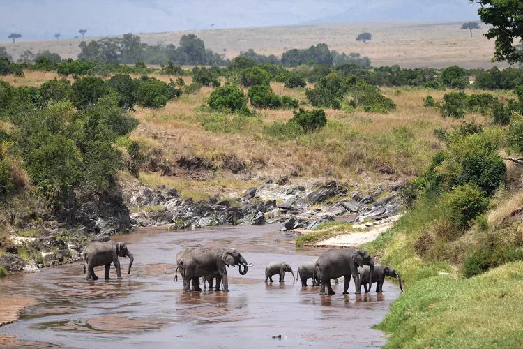 Elephants Crossing A River