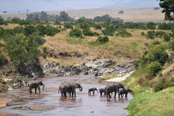 Elephants Crossing A River