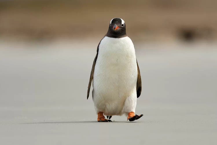 Encounter With A Gentoo Penguin