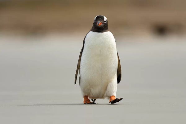 Elmar Weiss: Encounter With A Gentoo Penguin by Elmar Weiss