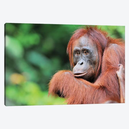 Female Orangutan Canvas Print #ELM226} by Elmar Weiss Canvas Print