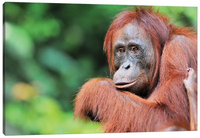 Female Orangutan Canvas Art Print - Orangutan Art