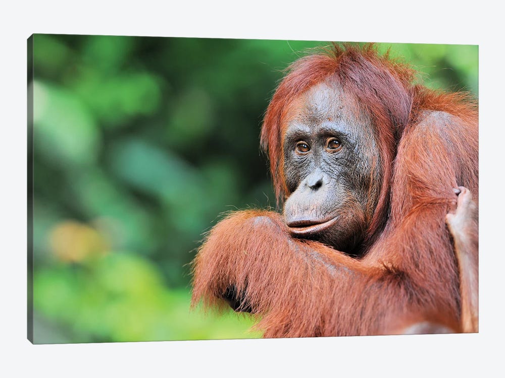 Female Orangutan by Elmar Weiss 1-piece Art Print