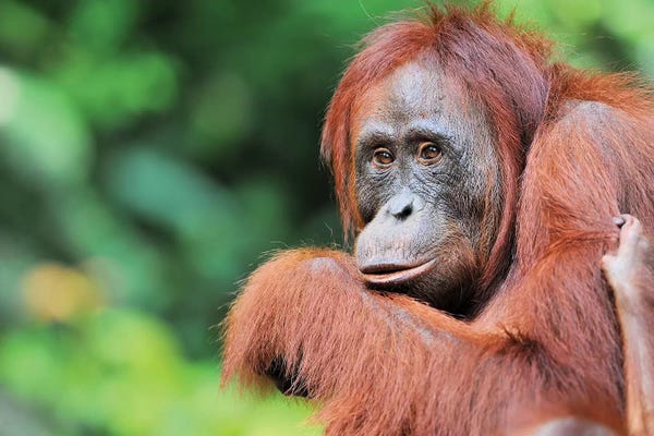 Elmar Weiss: Female Orangutan by Elmar Weiss