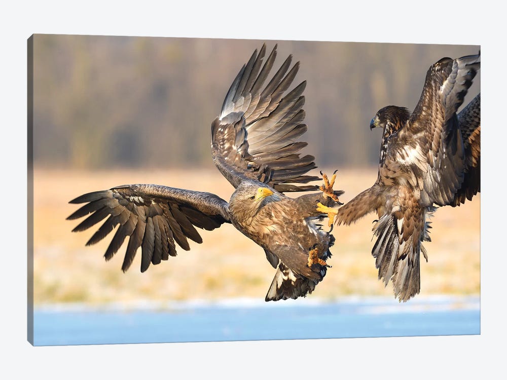 Fighting White-Tailed Eaggles by Elmar Weiss 1-piece Canvas Art