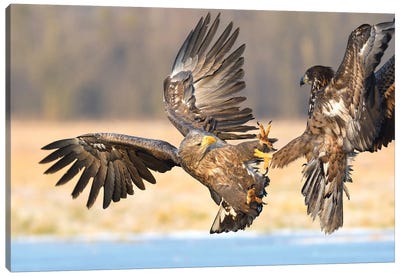 Fighting White-Tailed Eaggles Canvas Art Print - Elmar Weiss
