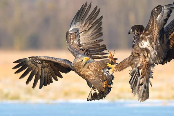 Elmar Weiss: Fighting White-Tailed Eaggles by Elmar Weiss