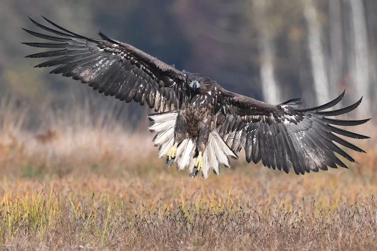 Frontal Landing White-Tailed Eagle