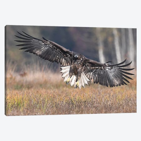 Frontal Landing White-Tailed Eagle Canvas Print #ELM233} by Elmar Weiss Canvas Art Print