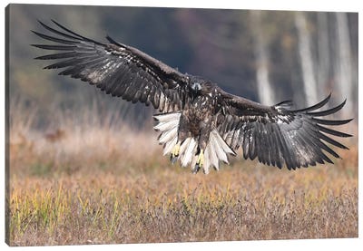 Frontal Landing White-Tailed Eagle Canvas Art Print - Elmar Weiss