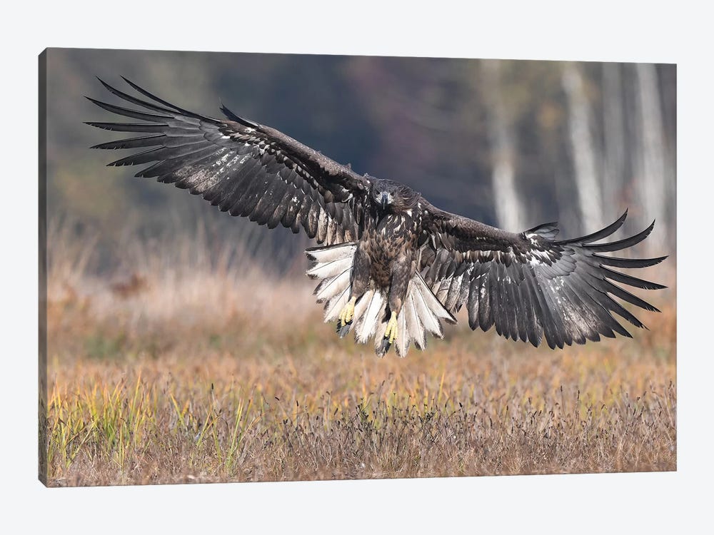 Frontal Landing White-Tailed Eagle by Elmar Weiss 1-piece Art Print