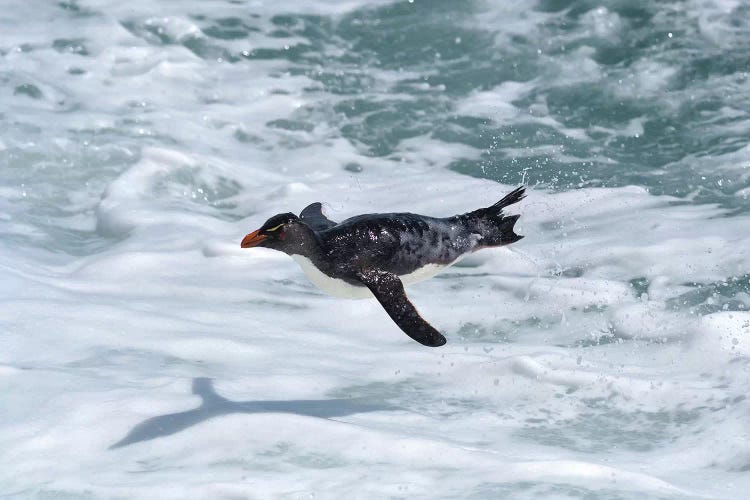 Flying Rockhopper Penguin