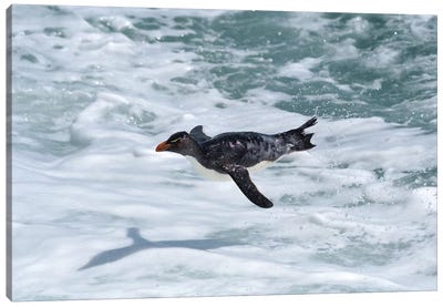 Flying Rockhopper Penguin Canvas Art Print - Elmar Weiss