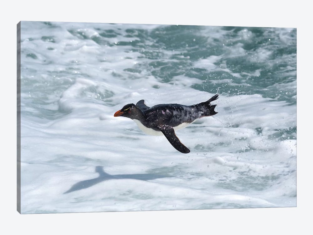 Flying Rockhopper Penguin by Elmar Weiss 1-piece Canvas Artwork