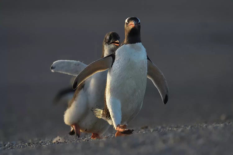 Gentoo Penguin Chicken Race by Elmar Weiss wall art