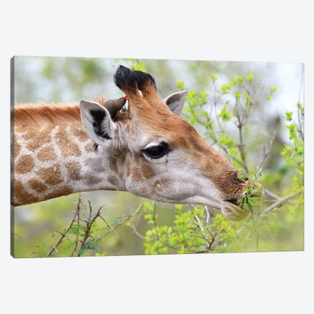 Giraffe Enjoys Her Meal Canvas Print #ELM239} by Elmar Weiss Art Print