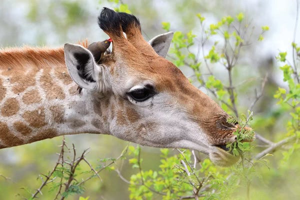 Elmar Weiss: Giraffe Enjoys Her Meal by Elmar Weiss