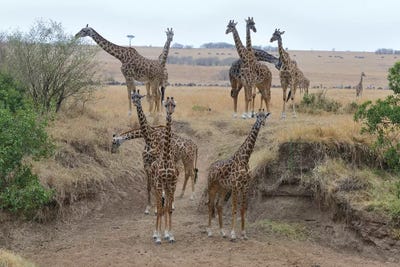 Giraffe Herd by Elmar Weiss canvas print