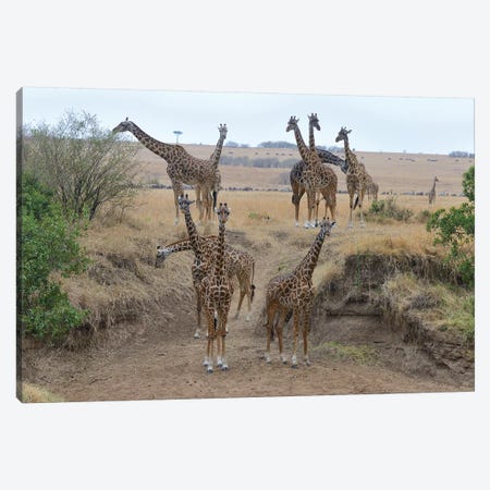 Giraffe Herd Canvas Print #ELM240} by Elmar Weiss Canvas Artwork