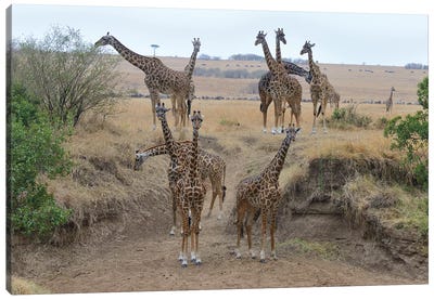 Giraffe Herd Canvas Art Print - Elmar Weiss