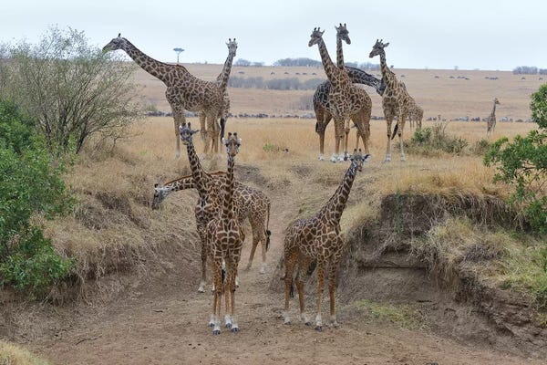 Elmar Weiss: Giraffe Herd by Elmar Weiss