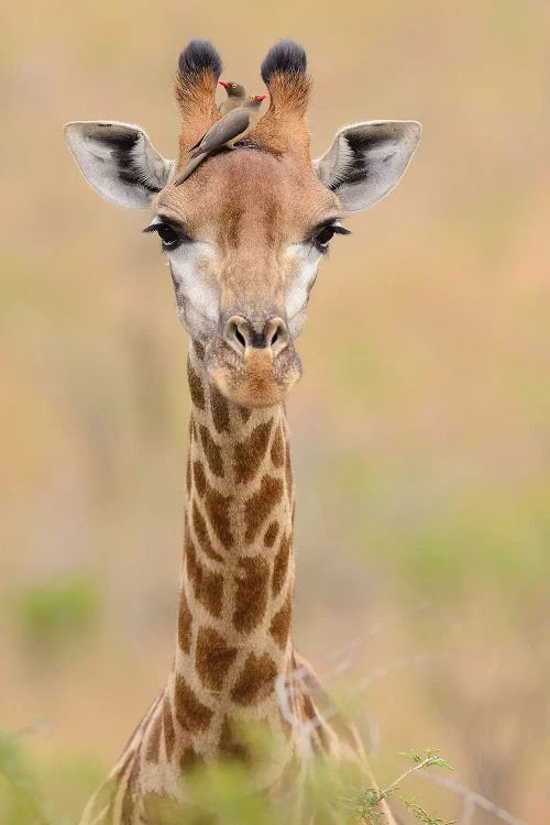 Giraffe With Oxpeckers