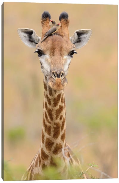 Giraffe With Oxpeckers Canvas Art Print - Elmar Weiss