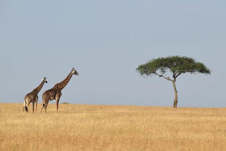 Giraffes And A Tree