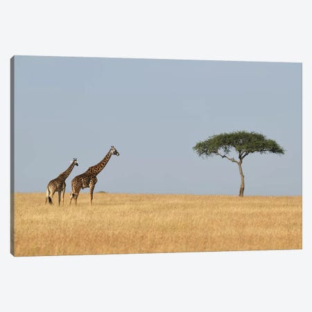 Giraffes And A Tree Canvas Print #ELM242} by Elmar Weiss Canvas Art