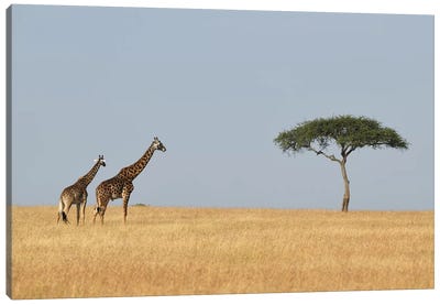 Giraffes And A Tree Canvas Art Print - Elmar Weiss