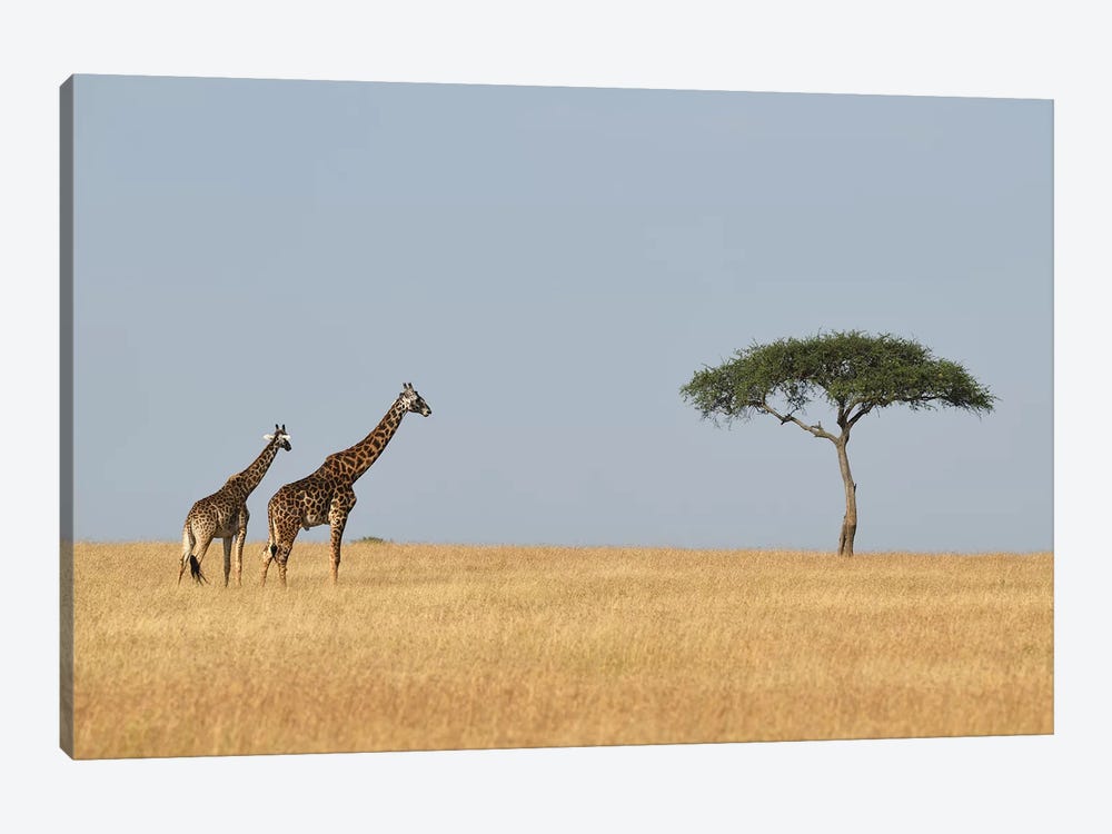 Giraffes And A Tree by Elmar Weiss 1-piece Canvas Print