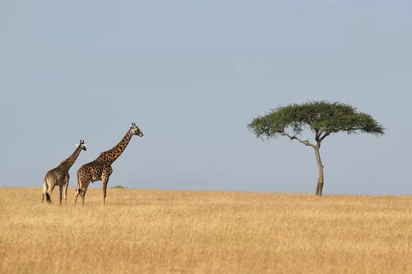 Elmar Weiss: Giraffes And A Tree by Elmar Weiss