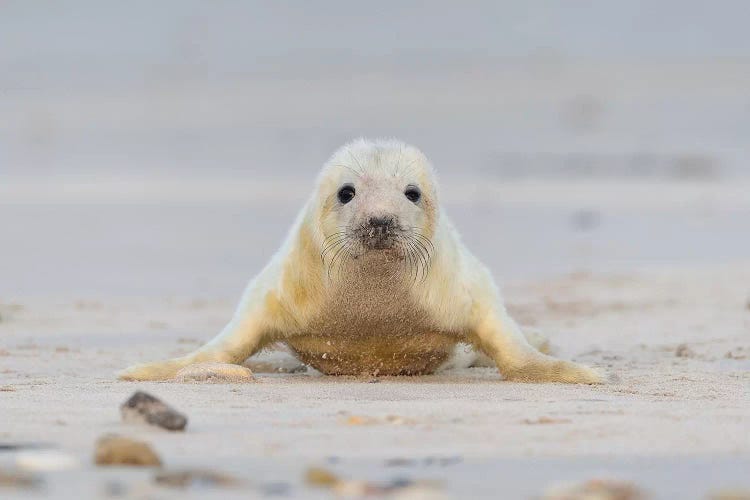 Grey Seal Pup Doing Pushups