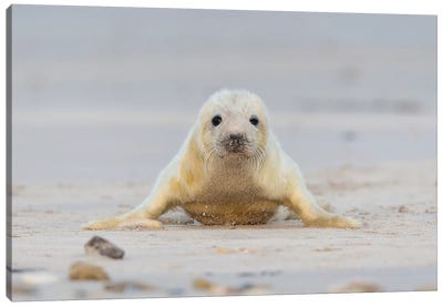 Grey Seal Pup Doing Pushups Canvas Art Print - Seal Art