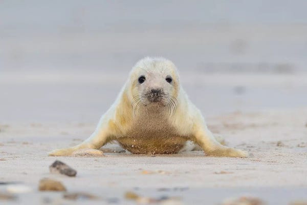 Elmar Weiss: Grey Seal Pup Doing Pushups by Elmar Weiss