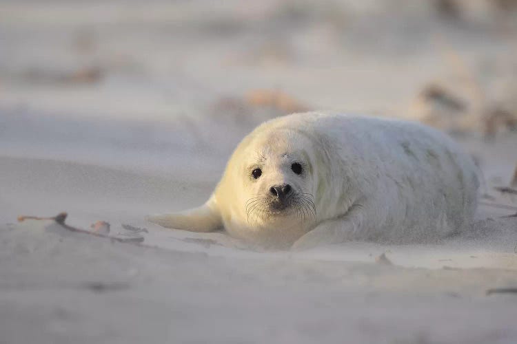 Grey Seal Pup In A Sandstorm