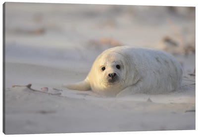 Grey Seal Pup In A Sandstorm Canvas Art Print - Seal Art