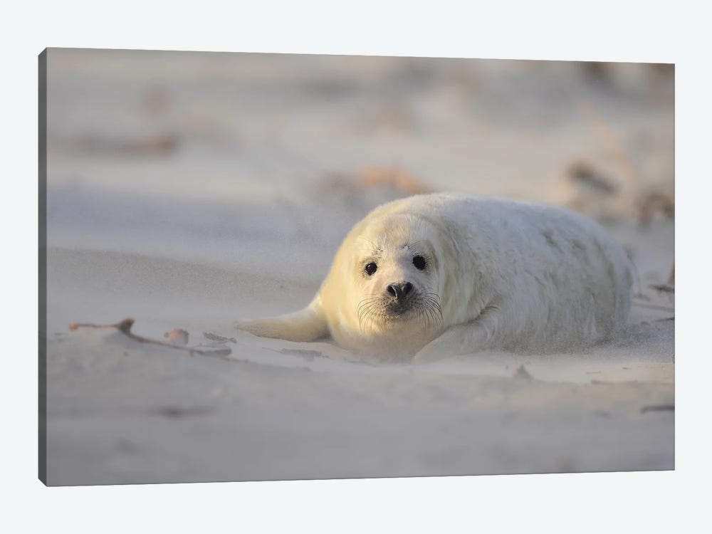 Grey Seal Pup In A Sandstorm by Elmar Weiss 1-piece Art Print