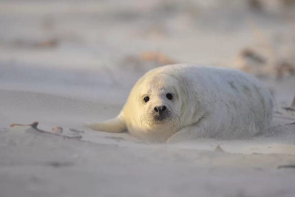 Elmar Weiss: Grey Seal Pup In A Sandstorm by Elmar Weiss