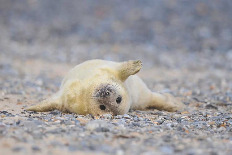 Grey Seal Pup In Supine Position