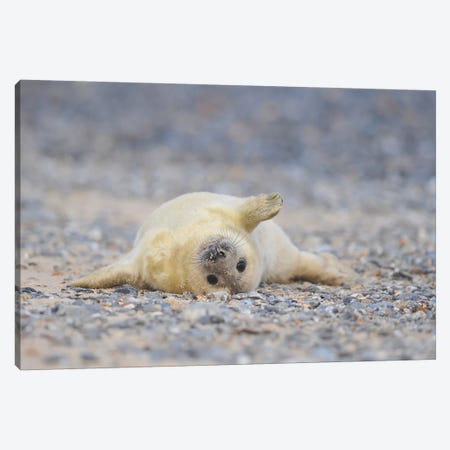 Grey Seal Pup In Supine Position Canvas Print #ELM252} by Elmar Weiss Canvas Art Print