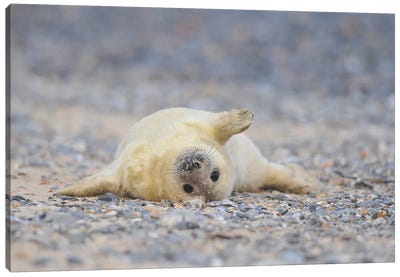 Grey Seal Pup In Supine Position Canvas Art Print - Seal Art