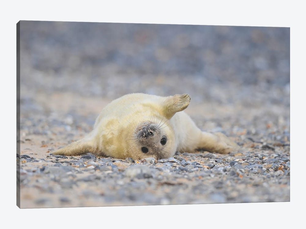 Grey Seal Pup In Supine Position by Elmar Weiss 1-piece Canvas Art