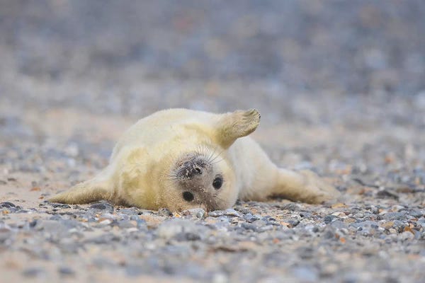Elmar Weiss: Grey Seal Pup In Supine Position by Elmar Weiss