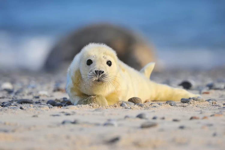 Grey Seal Pup