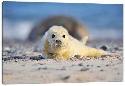 Grey Seal Pup Canvas Art Print - Seal Art