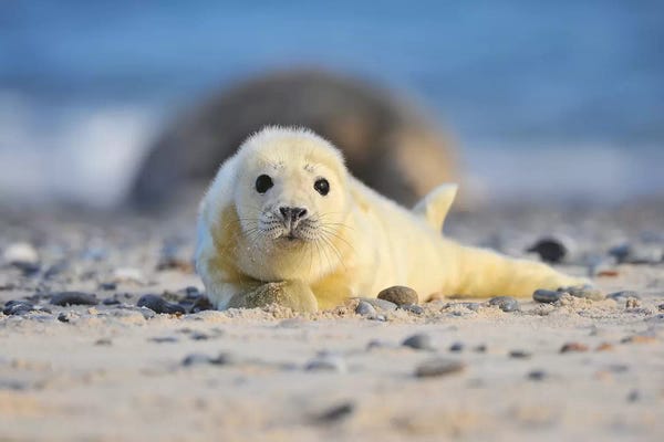 Elmar Weiss: Grey Seal Pup by Elmar Weiss