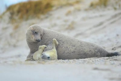Grey Seals - Motherlove by Elmar Weiss framed canvas print